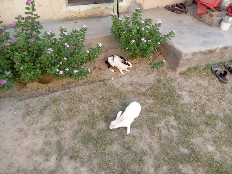 Rabbits breeder pair for sale red eyes female phone no 03026959438 3