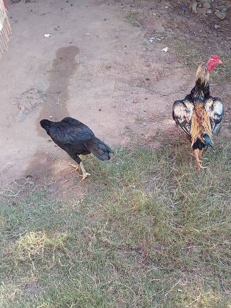 hens for sale 3