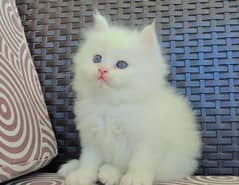 Fluffy Male Persian Kitten 0