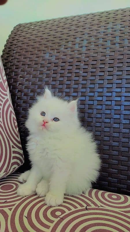 Fluffy Male Persian Kitten 3