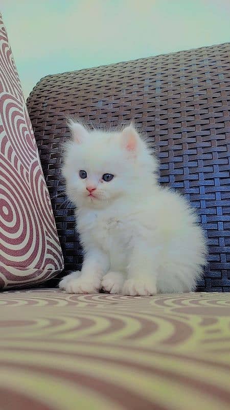 Fluffy Male Persian Kitten 4