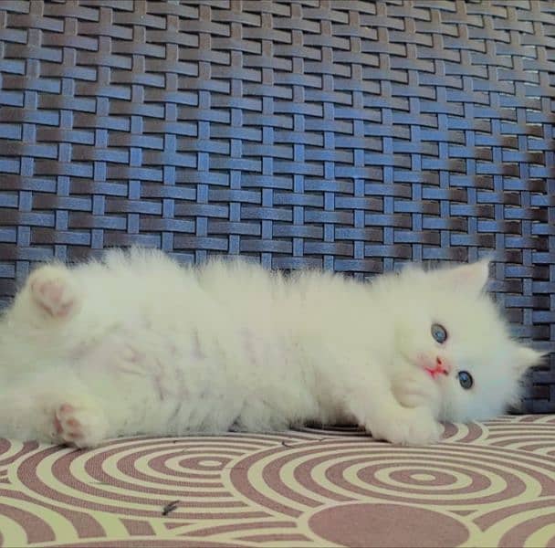 Fluffy Male Persian Kitten 5