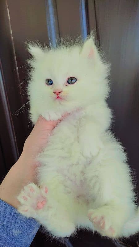 Fluffy Male Persian Kitten 6