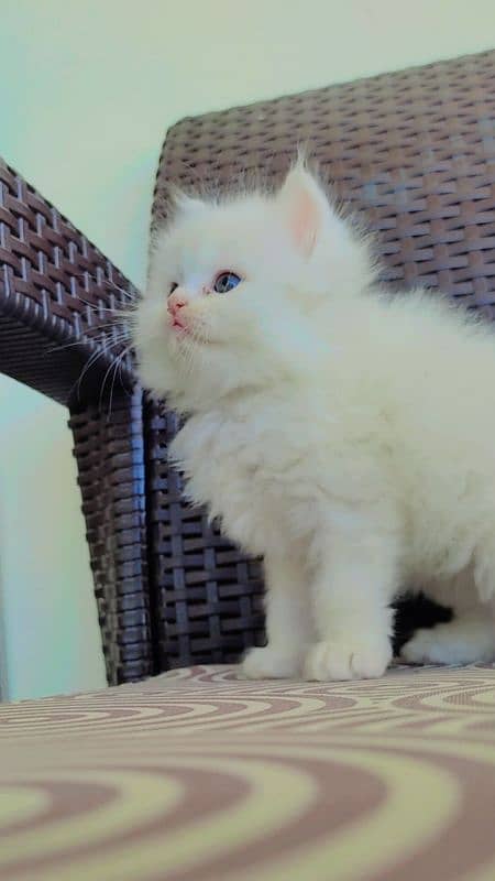 Fluffy Male Persian Kitten 7