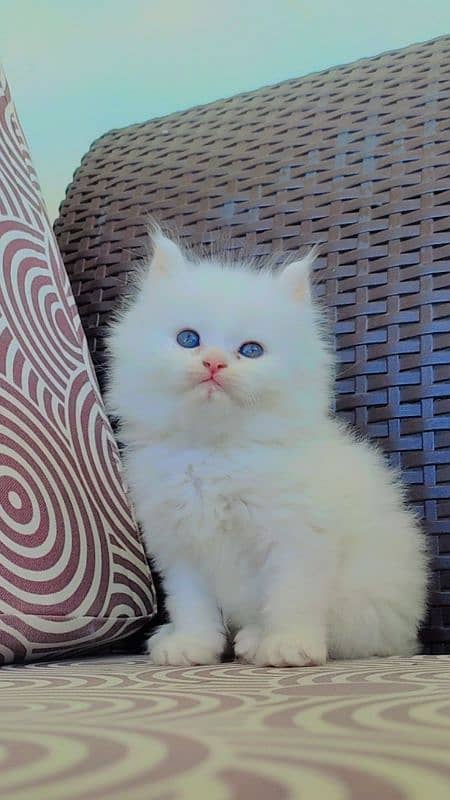 Fluffy Male Persian Kitten 8