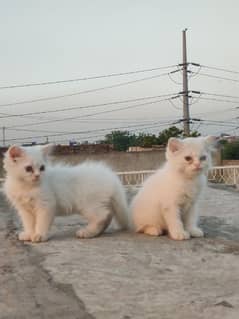 Triple Coated persion kittens,1 double eyes male,1 brownish eye female