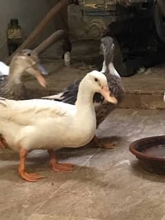 female ducks