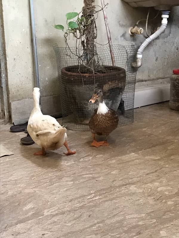 female ducks 2