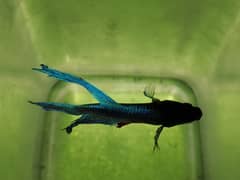 Betta fish blue male