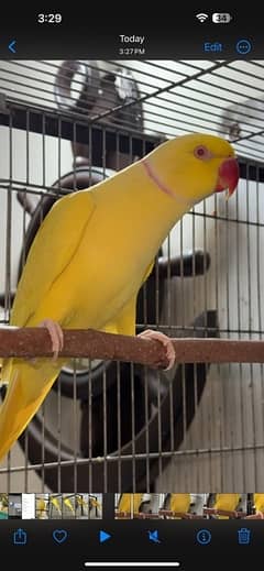 yellow ringneck breeder male ringneck