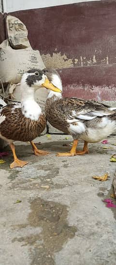 2 Ducks For sale