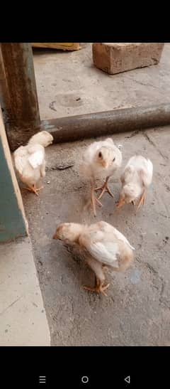 paper white Heera chicks