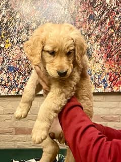 American Golden Retriever male pups