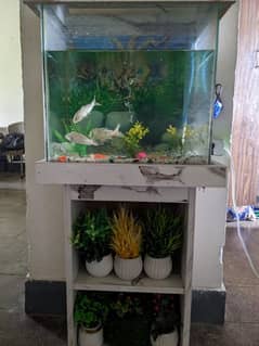 Aquarium Fishing