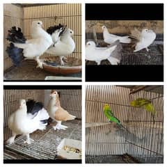 Lakka Fantail Pigeons and 1 pair Parrot 0