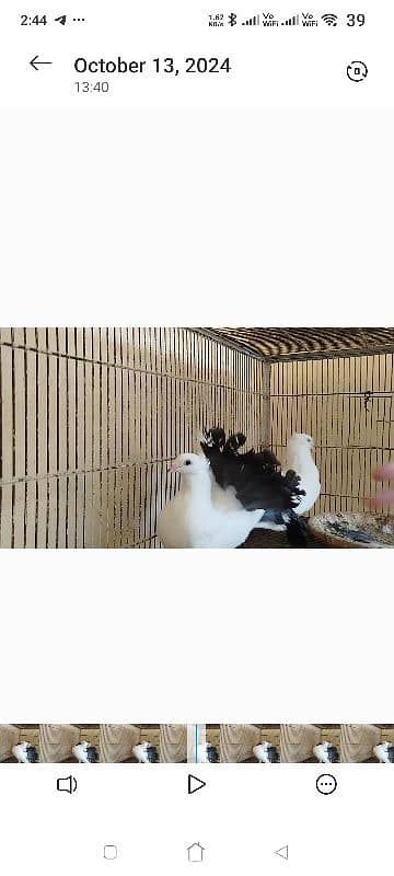 Lakka Fantail Pigeons and 1 pair Parrot 2