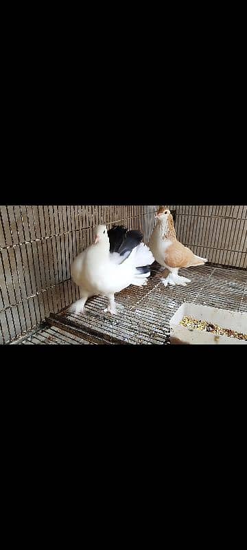 Lakka Fantail Pigeons and 1 pair Parrot 3