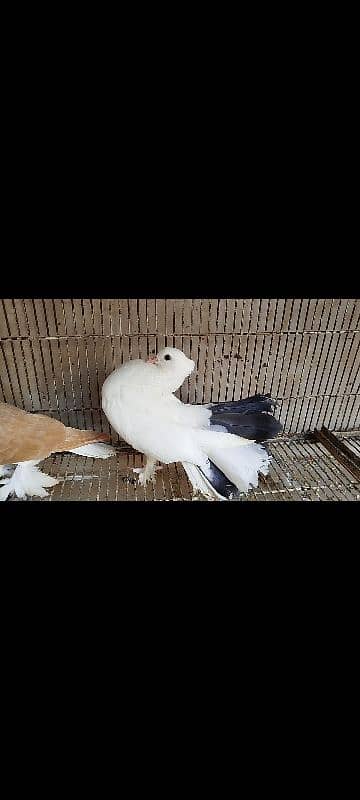 Lakka Fantail Pigeons and 1 pair Parrot 5