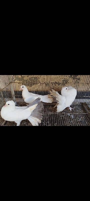 Lakka Fantail Pigeons and 1 pair Parrot 6