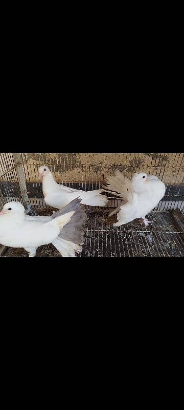 Lakka Fantail Pigeons and 1 pair Parrot 7