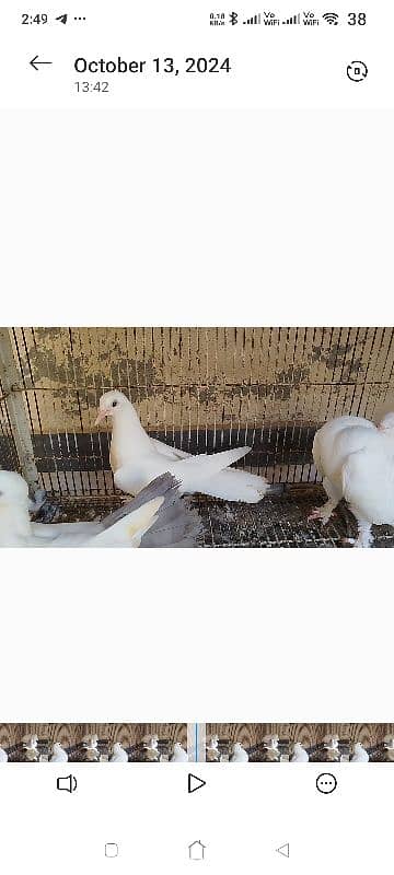 Lakka Fantail Pigeons and 1 pair Parrot 8