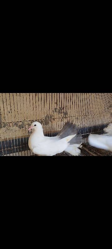 Lakka Fantail Pigeons and 1 pair Parrot 9