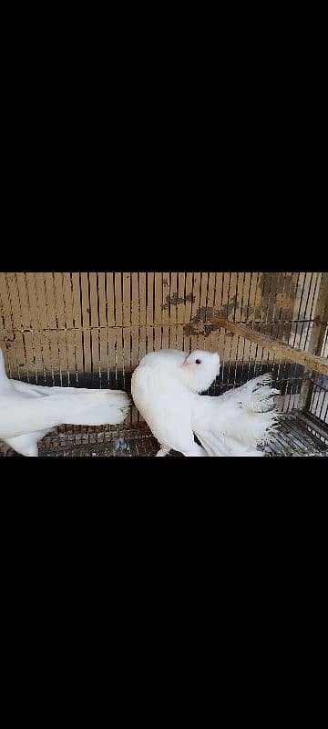 Lakka Fantail Pigeons and 1 pair Parrot 10