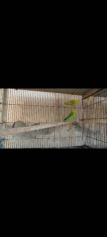 Lakka Fantail Pigeons and 1 pair Parrot 11