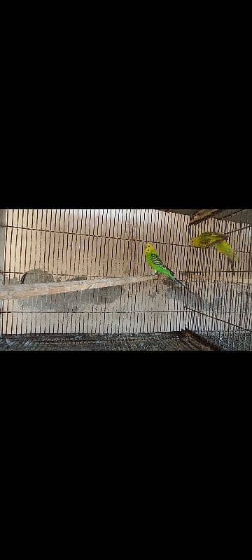 Lakka Fantail Pigeons and 1 pair Parrot 12