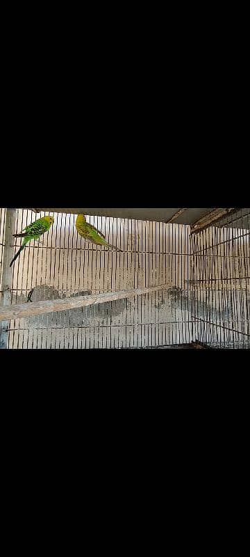 Lakka Fantail Pigeons and 1 pair Parrot 13