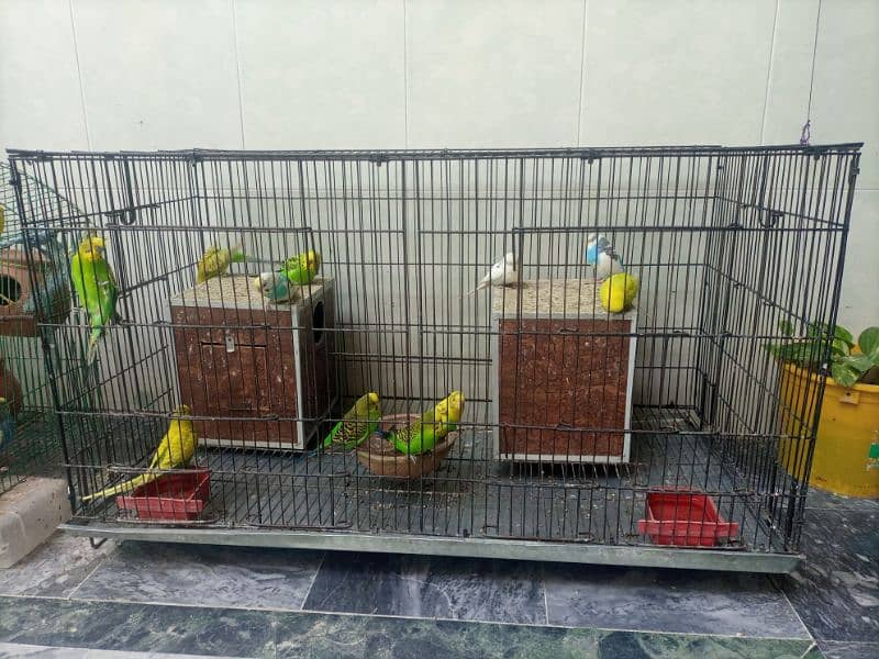 Australian Parrots 0