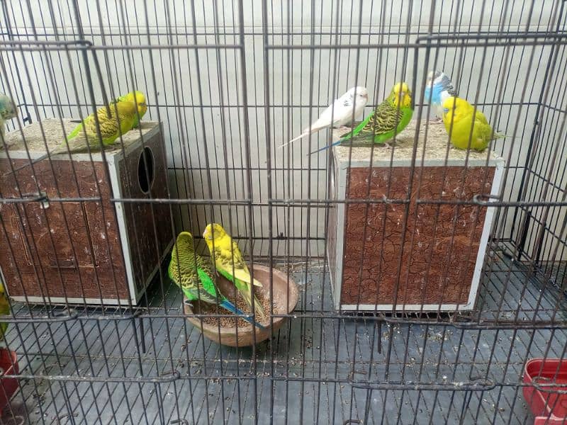 Australian Parrots 3