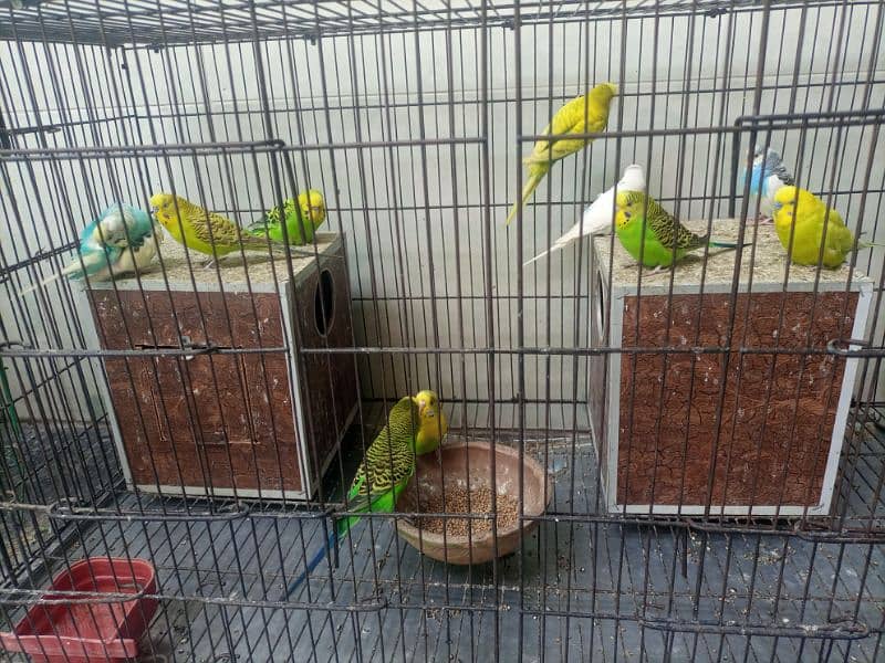 Australian Parrots 4