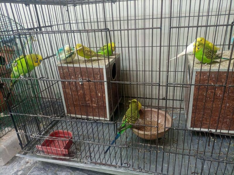 Australian Parrots 5