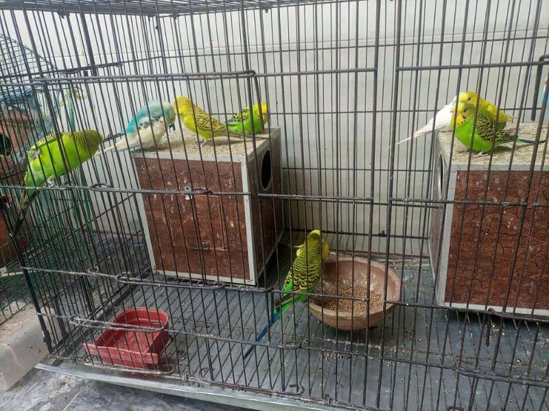 Australian Parrots 6