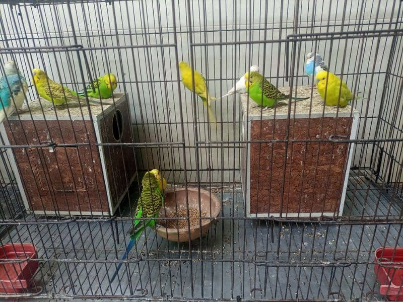 Australian Parrots 7