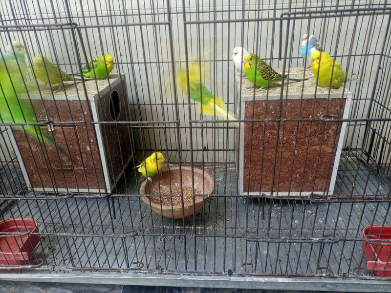 Australian Parrots 8