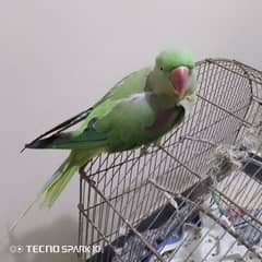 Green parrot 0