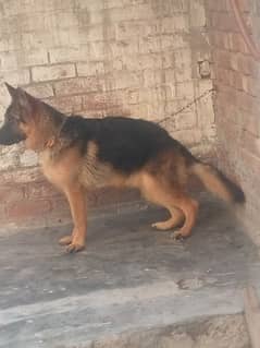 German Shepherd dog for sale long coat dog 03231499510