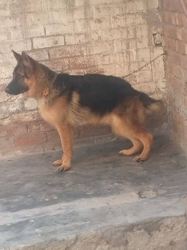 German Shepherd dog for sale long coat dog 03231499510 1