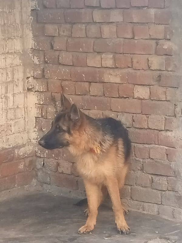 German Shepherd dog for sale long coat dog 03231499510 2