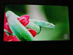 TCL Smart TV 40 Inch S65A