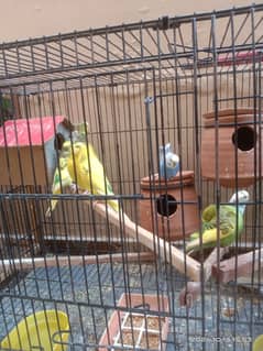 Parrot for sale