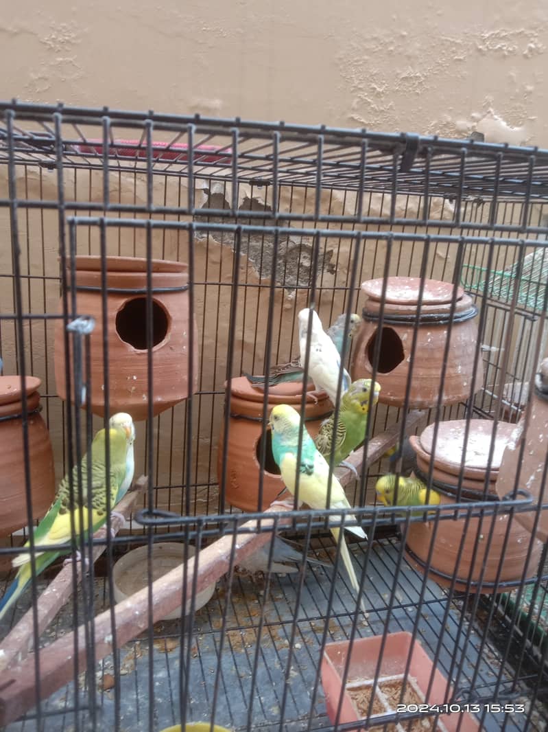 Parrot for sale 1