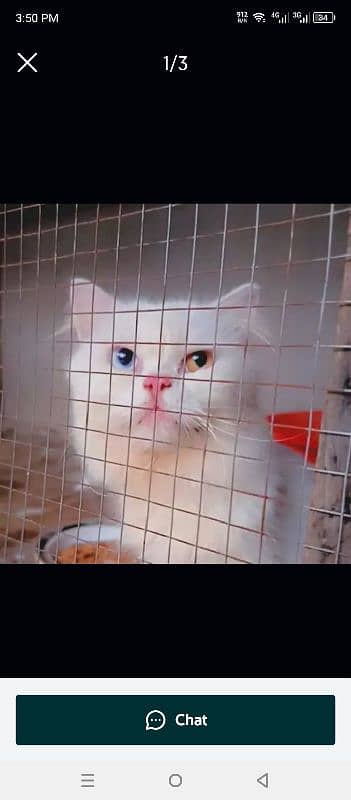 Persian cat for sale 3