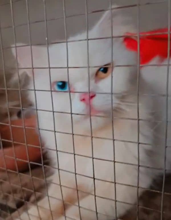 Persian cat for sale 4