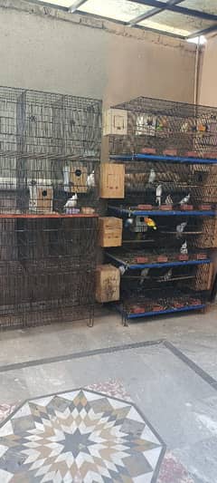 all setup for sale 1 cage master