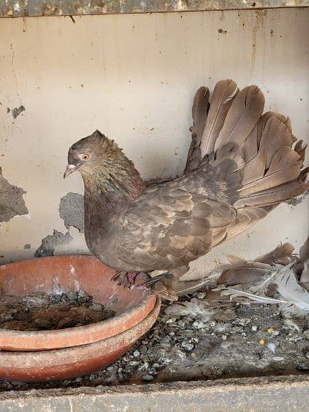 cockateil pair for sale breeder /  lutino personata black eyes pair 10