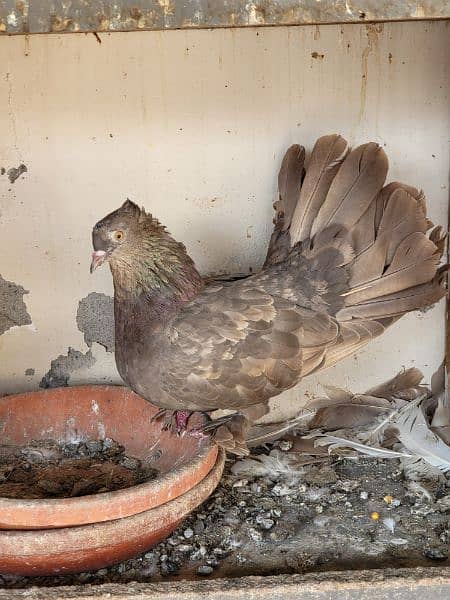 cockateil pair for sale breeder /  lutino personata black eyes pair 11