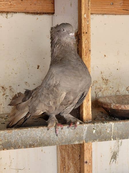 cockateil pair for sale breeder /  lutino personata black eyes pair 12